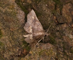 Throana pectinifer