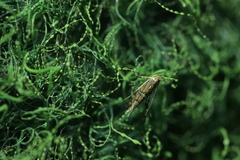 Phyllonorycter