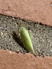 Gyponana