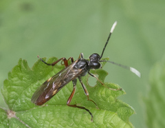 Tenthredo livida