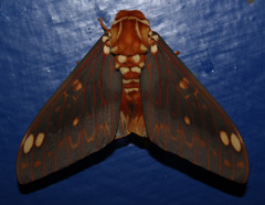 Citheronia mexicana
