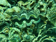 Tridacna maxima