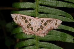 Scopula vicina