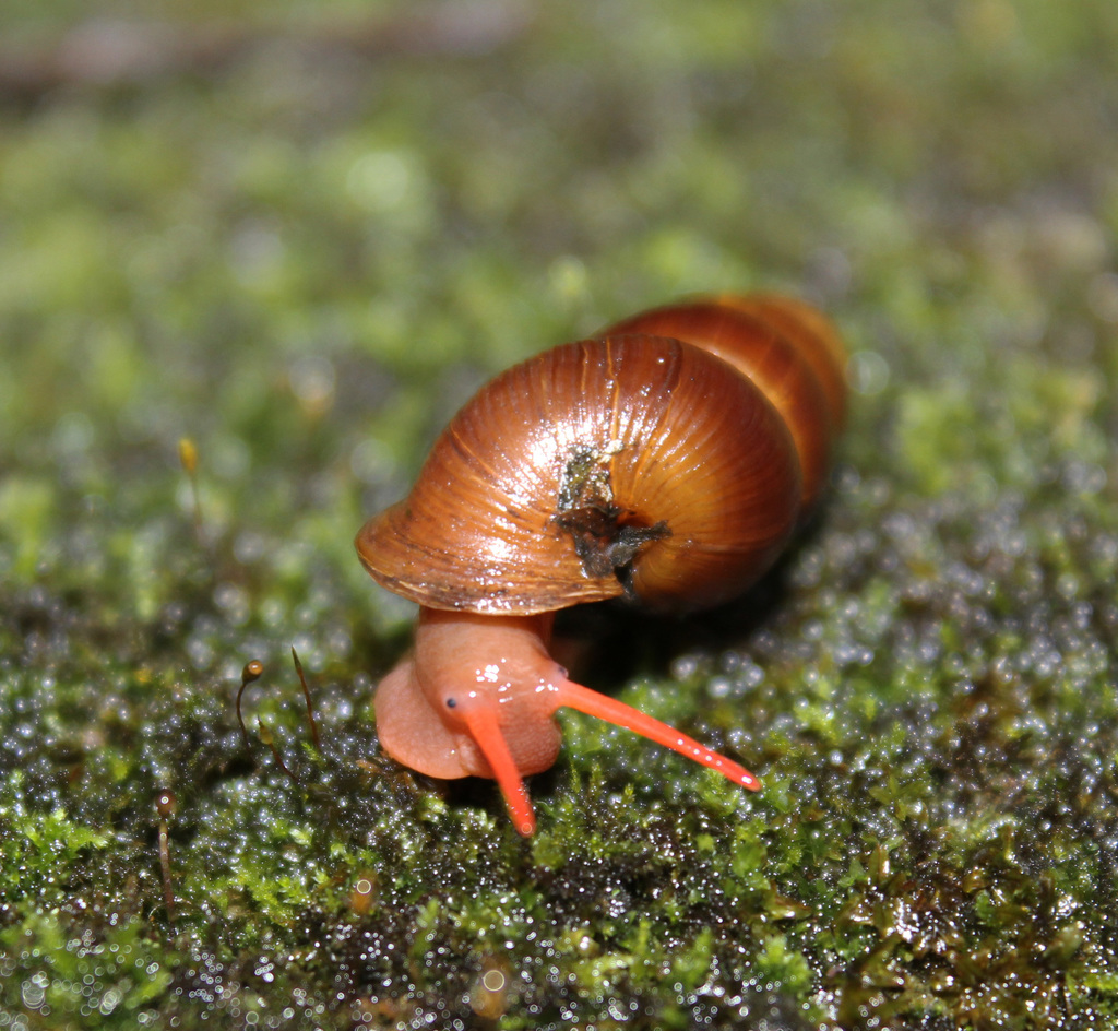 Tomocyclus lunai