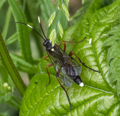 Vulgichneumon saturatorius