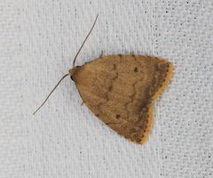 Anachrostis