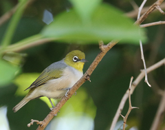 Zosterops lateralis