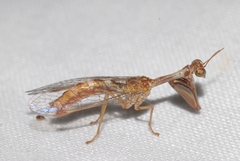 Mantispa styriaca