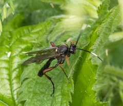 Vulgichneumon saturatorius