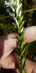 Epacris paludosa