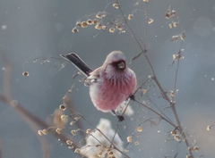 Carpodacus sibiricus