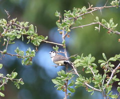 Stizoptera bichenovii