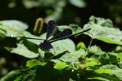 Atrocalopteryx atrata