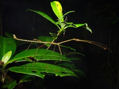 Mnesilochus palawanicus