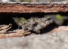 Paratettix argillaceus