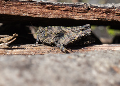 Paratettix argillaceus