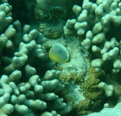 Chaetodon trifasciatus