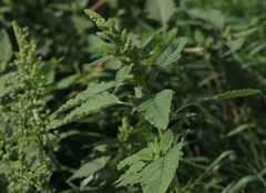 Amaranthus retroflexus