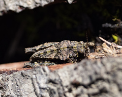 Paratettix argillaceus