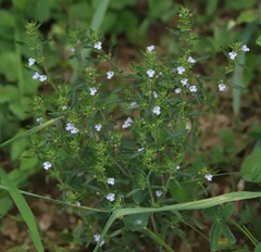 Satureja hortensis