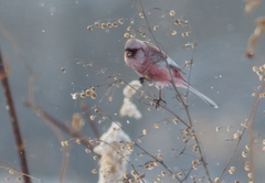 Carpodacus sibiricus