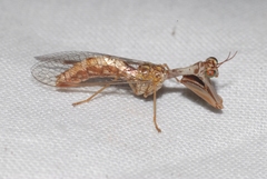 Mantispa styriaca