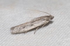 Phycitodes albatella