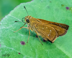 Pelopidas mathias