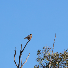 Falco longipennis