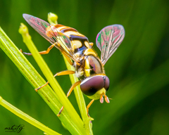 Ischiodon scutellaris