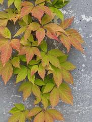 Parthenocissus inserta
