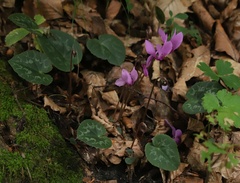 Cyclamen purpurascens