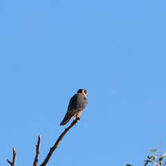 Falco longipennis