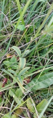 Trifolium montanum