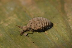 Distoleon contubernallis