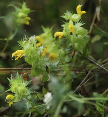 Rhinanthus glacialis