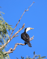 Microcarbo melanoleucos