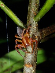Thelcticopis