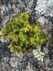 Syntrichia ruralis