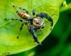Thyene imperialis