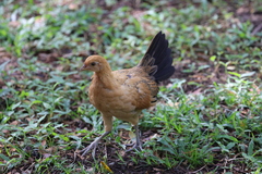 Gallus gallus