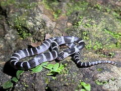 Bungarus multicinctus