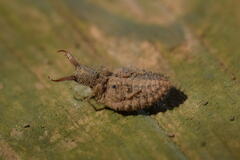 Distoleon contubernallis