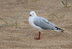 Chroicocephalus novaehollandiae
