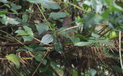 Macropygia phasianella