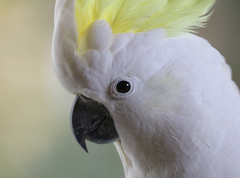 Cacatua galerita