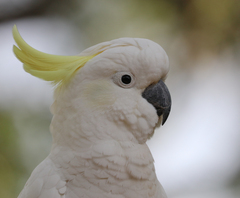 Cacatua galerita