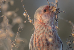 Carpodacus sibiricus