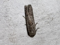 Pigritia
