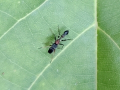 Myrmarachne melanocephala